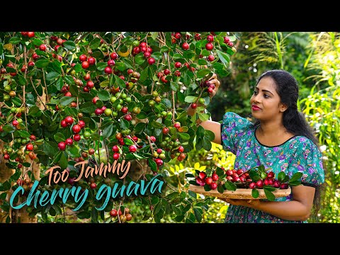 You may find the reason why call it"Jam Guava",best match for my surprising pudding | Traditional Me