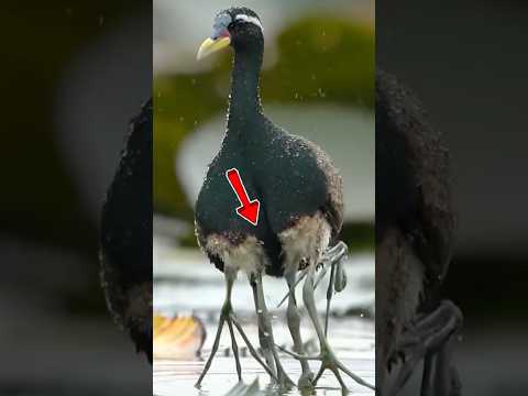 6 lába van a madárnak