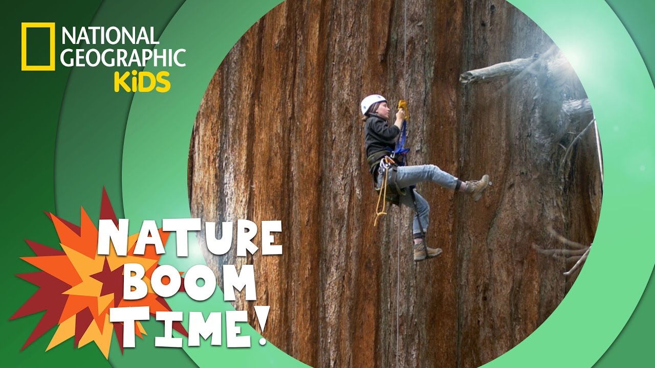 Sequoia National Park | Nature Boom Time