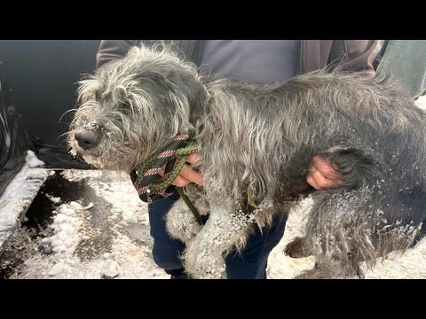 Needham dog found safe after six days in cold, snow, police say