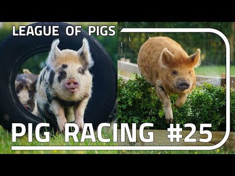 League of Pigs - Season 7 - Round 1!