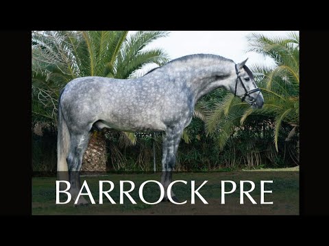 SOLD -- BIG BARROC PRE - 2015 - 168 CM