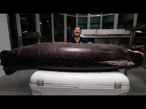 Cutting 300lb MASSIVE FISH to Sell at Fish Market