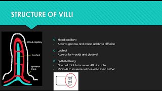 IGCSE BIOLOGY REVISION - [Syllabus 7.5] Absorption