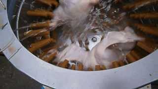 05.10.2013 - Heute wird gerupft