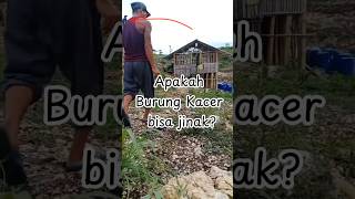 Download lagu Burung Kacer bisa jinak? 🐦⬛ mp3 Download lagu Burung Kacer bisa jinak? 🐦⬛ mp3