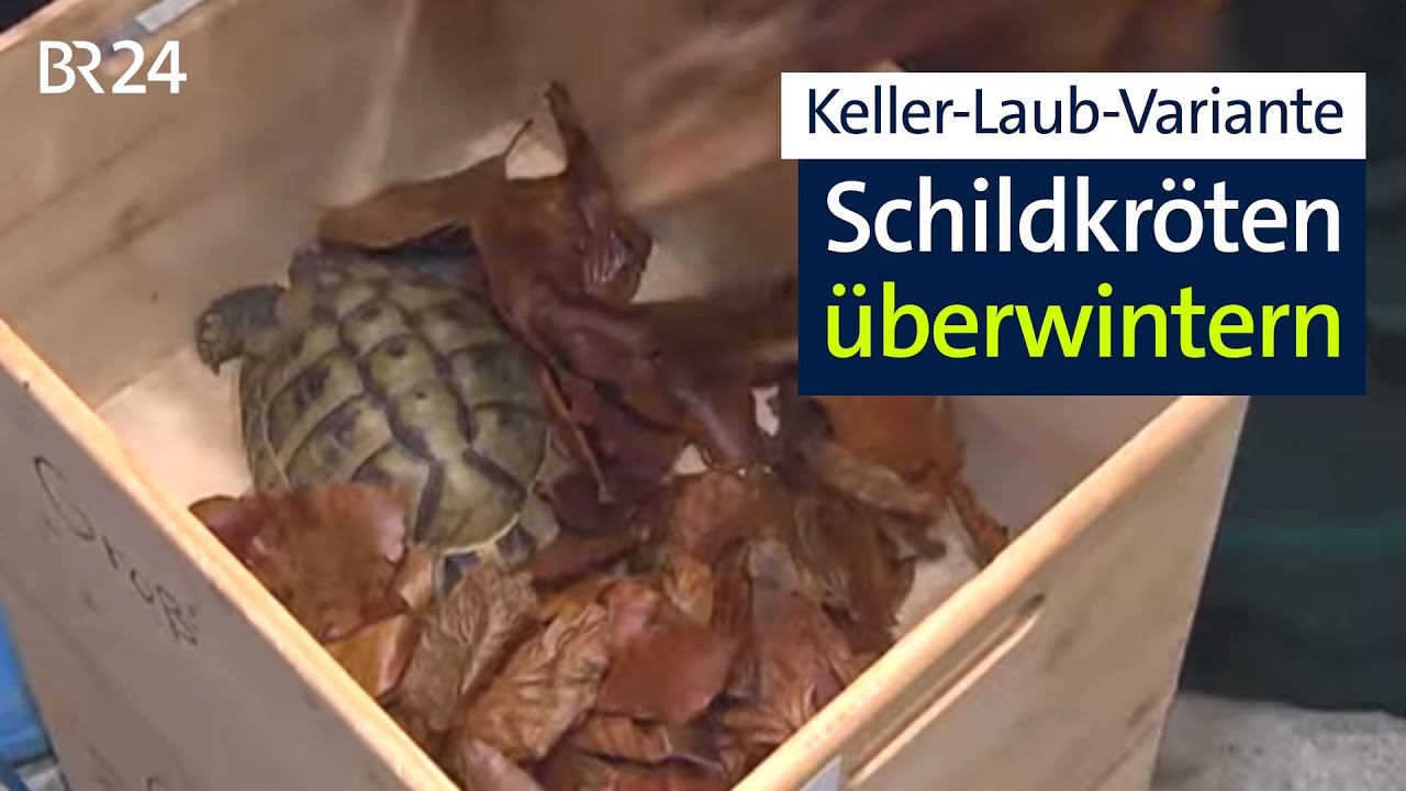 Schildkröten überwintern: Bei Caro Eschbaumer dürfen die Tiere in den Keller | Abendschau | BR24