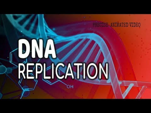 DNA Replication | Helicase | leading strand | Lagging strand | Okazaki fragments