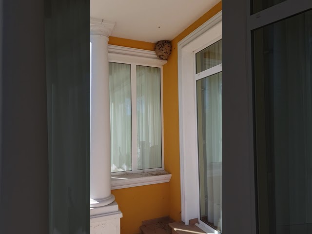 Vídeo relacionado con Nido de Avispas, 8 Piezas Nido de Avispas Señuelo, Colgar Nido de Avispas Falsas, Impermeable Trampa Avispas Exterior, Nidos de Avispas Artificiales, para Hogares y Jardines al Aire Libre