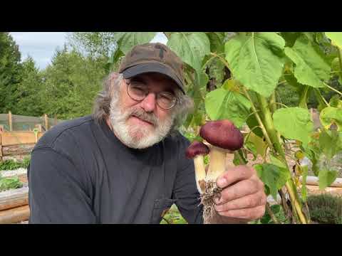 Cultivating and Cooking Garden Giants with Paul Stamets