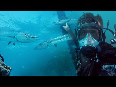 LES BARRACUDAS ATTAQUENT-ILS LES PLONGEURS ? - Cyril Chauquet