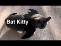 Bobby Dreams Of Being Bat Kitty