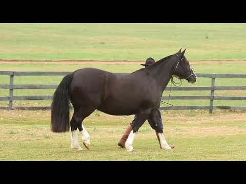 Lote 02 RZ DAMA DE LA NOCHE DA CARAPUÇA