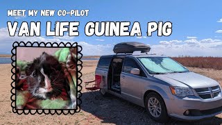 Meet Jax - My New Guinea Pig VAN LIFE Companion 🖤 | Full Time Nomad Life