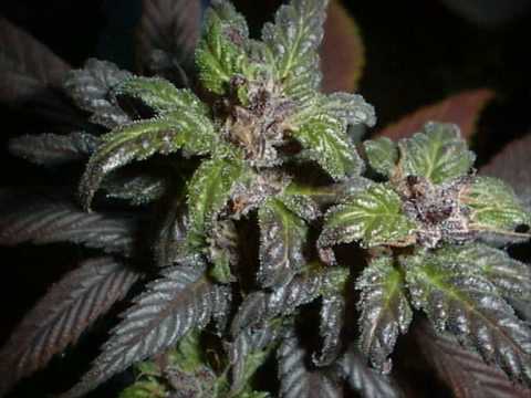 Gleis 2 feat Spooman - Hanffest