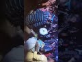 Sam Bajare Radha Bajare Song Sandip Tasa Rarur Gram