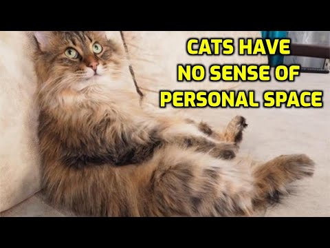 Why Do Cats Invade Your Personal Space?