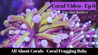 All About Coral - Coral Fragging Baby