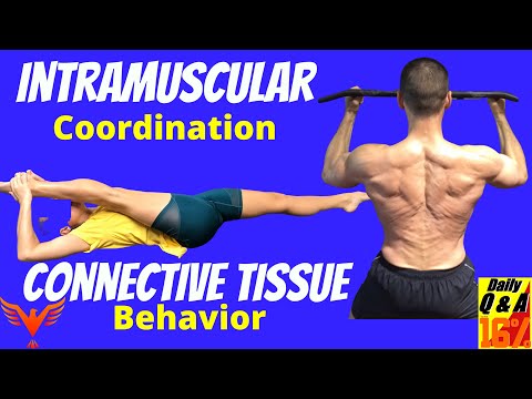 Intramuscular Coordination - Connective Tissue Behavior - BillHartmanPT.com Q&A for The 16%