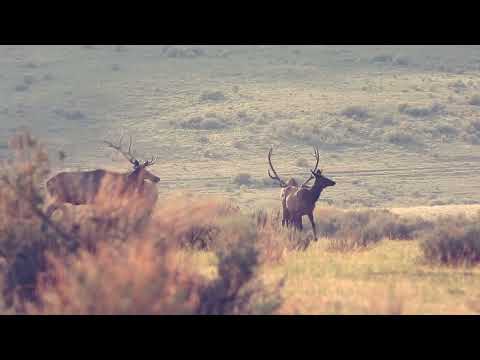 Colorado GMU Unit 22 Hunting Information