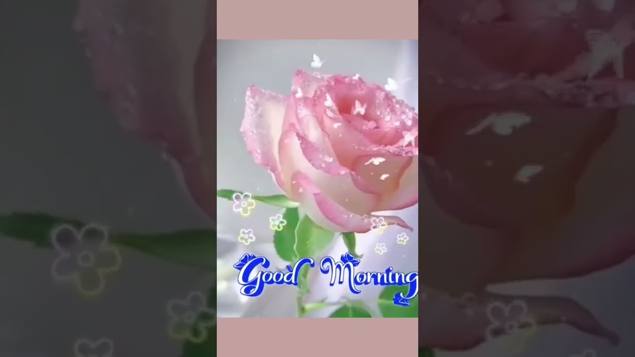 good morning flowers 🌅🌞