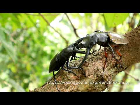 マレーシアのクワガタの闘い　Stag beetle fight　in　Malaysia