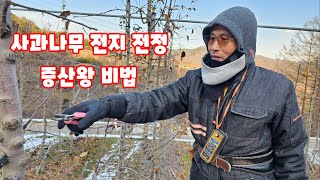사과나무 전지 전정 가지치기 가을농원 홍로사과 밀식재배 방식 충북과수전지 전정 가지치기 가을농원 홍로사과 밀…