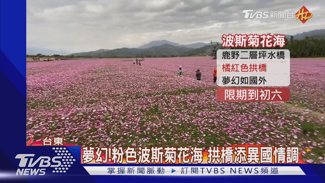 不只熱氣球!看花海、拔蘿蔔 鹿野過年新玩