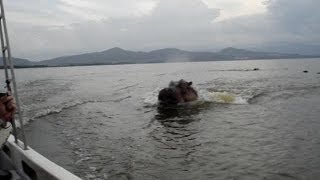 Hippo chasing boat! Scary! (ORIGINAL VIDEO)