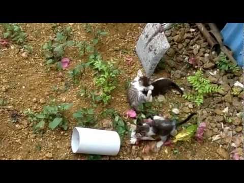 3 kittys eNjoyin' lyfe!! Cats playing!!