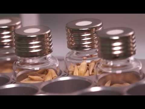 Klimawandel: Wie Samenkörner auf veränderte Bedingungen reagieren