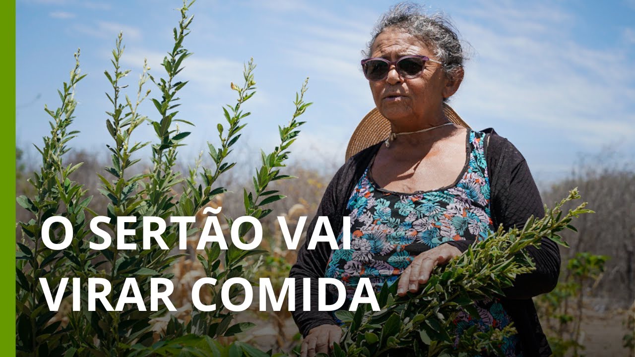 Como agroflorestas adaptadas à Caatinga estão transformando o semiárido em comida