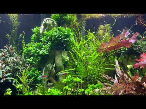 My DIY NVR: From Raspberry Pi Aquarium Streams to Frigate AI Magic