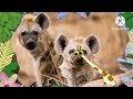 Baby TV The Amazing World 2006 African