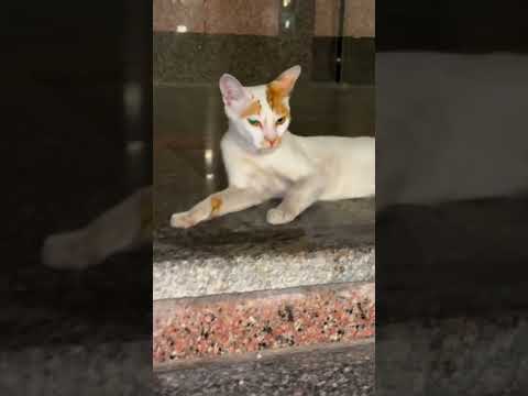 Beautiful Cat Front of Rowda  E Rasool