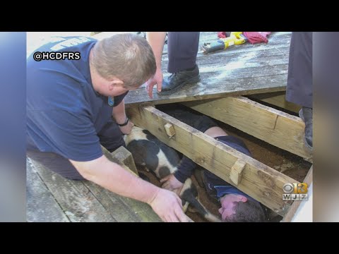 Howard County Firefighters Rescue Dog Trapped Under Deck