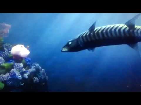 Finding Nemo Barracuda