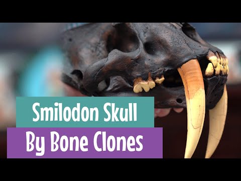 Smilodon Skull & Saber-Tooth Cat History - California Geology State Fossil | Out of the Collection
