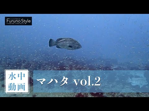 マハタ vol.2