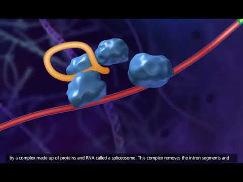 DNA transcription and translation BIOLOGY animation HD