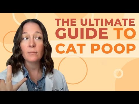 A Vet's Guide to Cat Poop