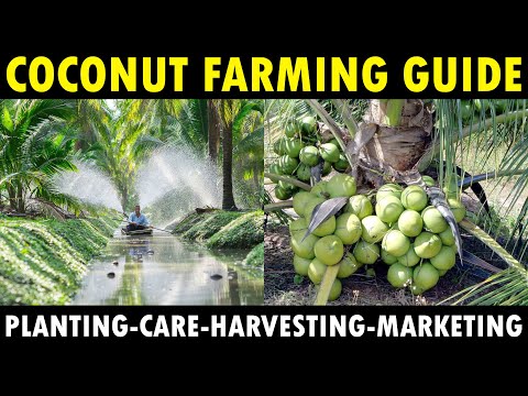 , title : 'COCONUT FARMING / COCONUT CULTIVATION | Planting, Growing, Varieties, Care & Harvesting'