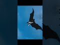 After 34 Years Michael Keaton Batman Is Back Batman Theflash Batman1989 Supe Cameo Dc Dceu