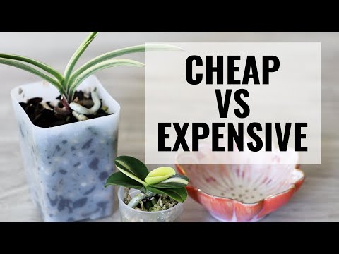 Why are Orchids So Expensive? Cheap vs Expensive Orchids
