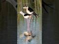 Like a pair of dance partners performing a waltz.The courtship ritual of black-winged stilt.#birds