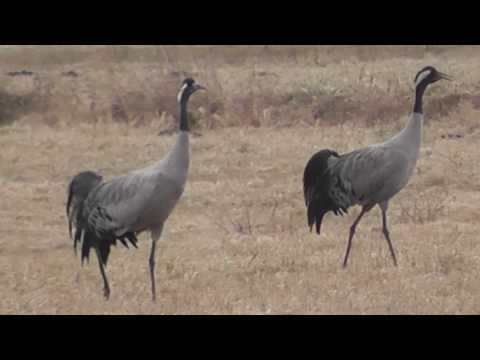 Żurawie (niesamowity klangor)