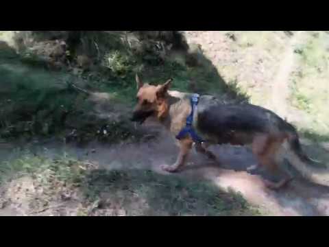 Kamrunag trek with german shepherd dogs.