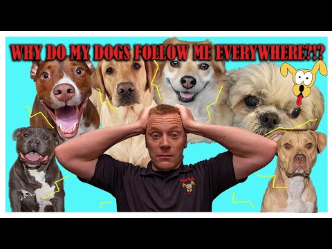 S1 - E4: WHY DOES MY DOG FOLLOW ME... EVERYWHERE!?!? - Explained