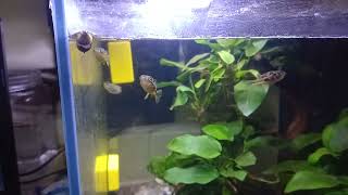 Dwarf pufferfish