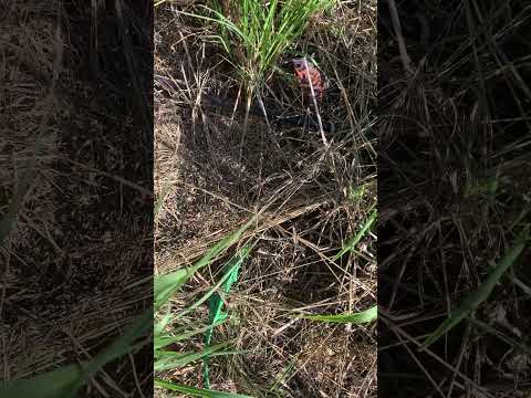 Wild chameleons in Reunion